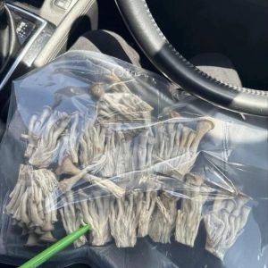 Psilocybe Cubensis magiske sopper av høy kvalitet for botanisk studie